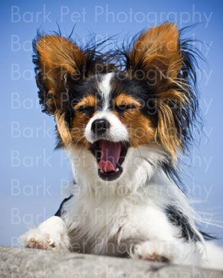 Entregue pruebas de clientes en su negocio de fotografía de perros