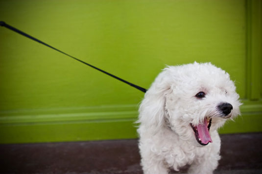 El uso de correas en la fotografía de perros