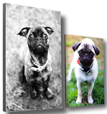 Cómo imprimir las fotos de su perro