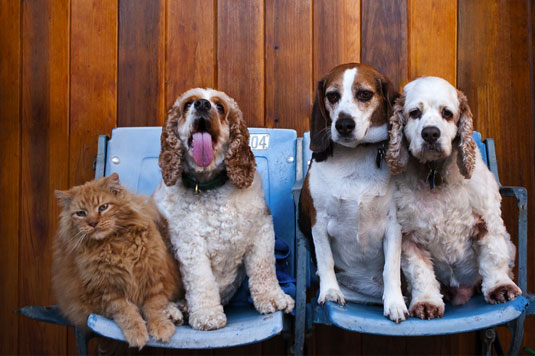 Cómo incluir otros animales en las fotografías de su perro