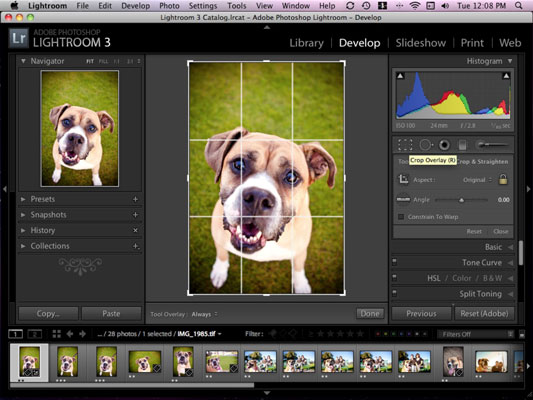 Recorta y endereza las fotos de tu perro en Adobe Lightroom