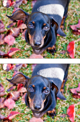 ¿Por qué retocar la fotografía de su perro en Adobe Photoshop?