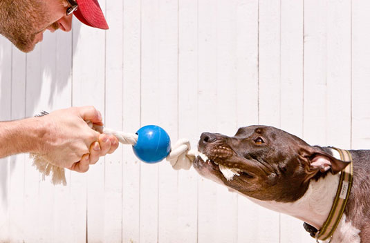 Fotografía de perros de perros y humanos jugando
