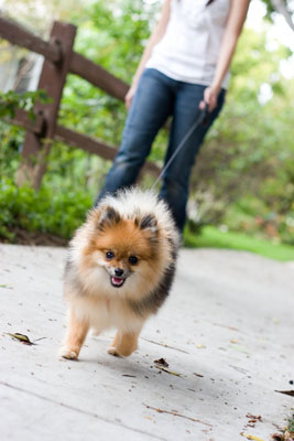Fotografía de perros de sujetos paseando