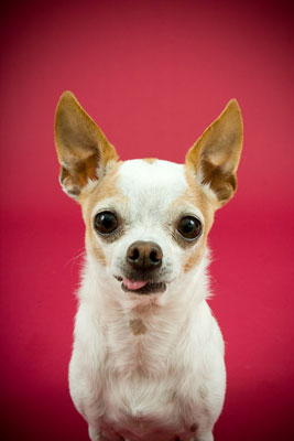 Capture peculiaridades de personalidad únicas en fotos de perros