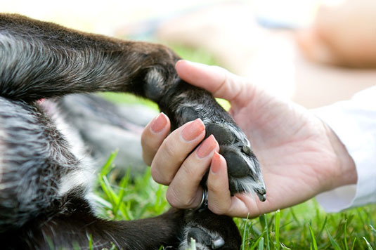 Toma la foto de humanos y perros, pata en mano
