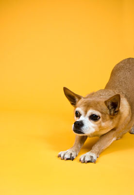 Cómo tomar fotos de perros estirándose