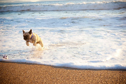Cómo tomar fotos de perros corriendo / buscando
