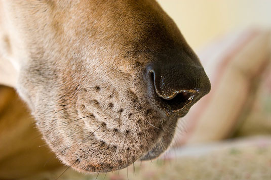 Capture características faciales únicas en fotos de perros