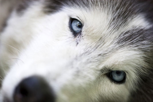 Capture características faciales únicas en fotos de perros