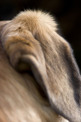 Capture características faciales únicas en fotos de perros