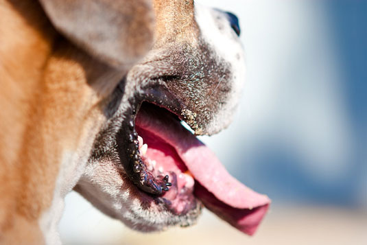 Capture características faciales únicas en fotos de perros