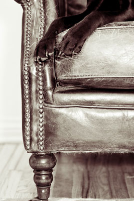 Capture los detalles de patas y colas en fotos de perros