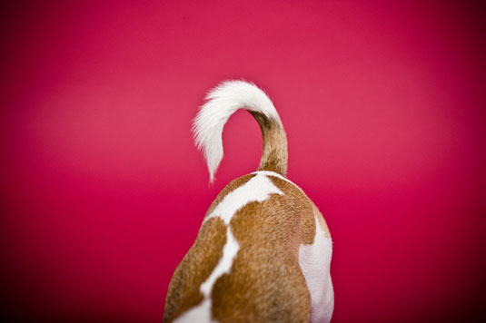 Capture los detalles de patas y colas en fotos de perros