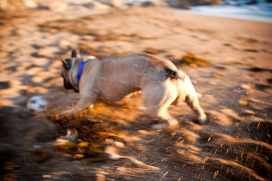 Configure su modo de prioridad de obturador para disparos de acción de perros