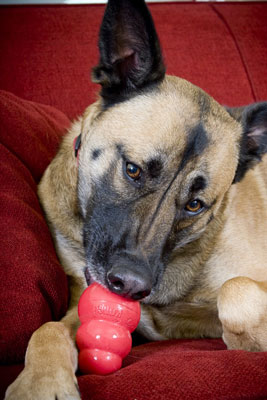 Cómo tomar fotos de perros masticando