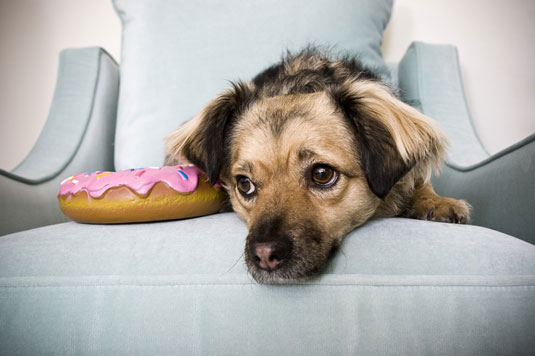 Cómo tomar fotos de perros masticando