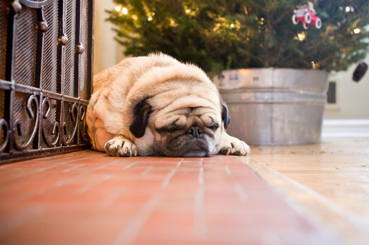 Cómo iluminar fotos de perros durmiendo