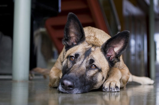 Cómo iluminar fotos de perros durmiendo