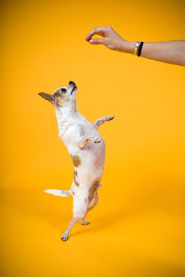 Fotos de fotoperiodismo en fotografía de perros