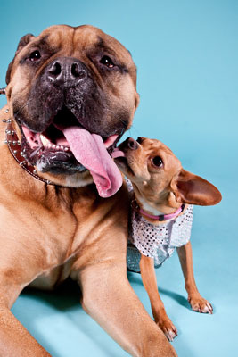 Fotos de fotoperiodismo en fotografía de perros