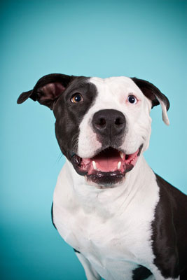 Cómo tomar retratos de perros posados
