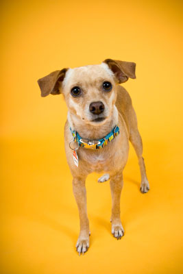 Cómo tomar retratos de perros posados