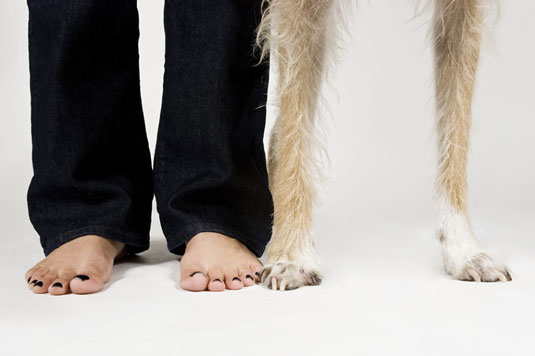 Cómo tomar retratos de perros posados