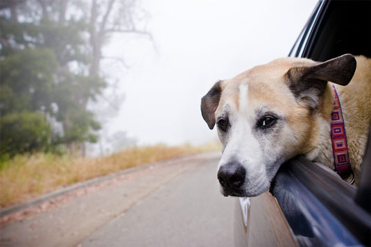 Cómo tomar fotografías de perros en el automóvil