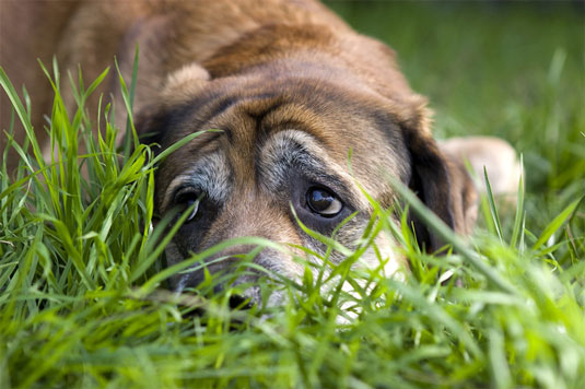 Tomas de ubicación típicas para fotografía de perros