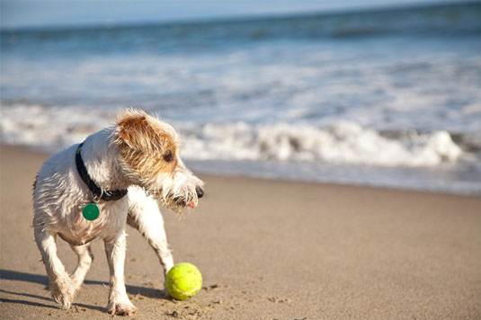 Ajuste para ubicaciones con mucha luz durante las sesiones de fotografía de perros