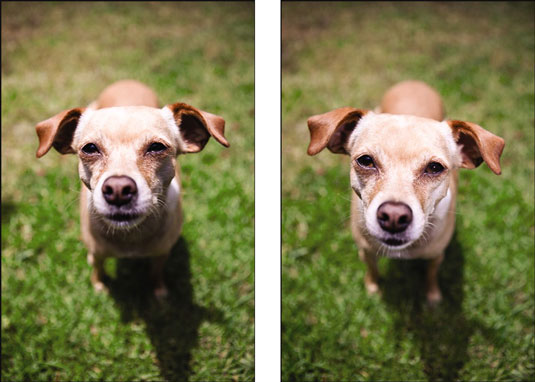 Flash de relleno y fotografía de perros