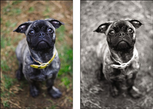Cree fotografías de perros en color en lugar de en blanco y negro