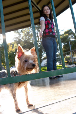 Encuadre al sujeto y establezca el equilibrio al fotografiar perros