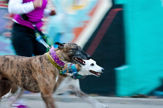Desenfoque de movimiento durante las sesiones de fotografía de perros