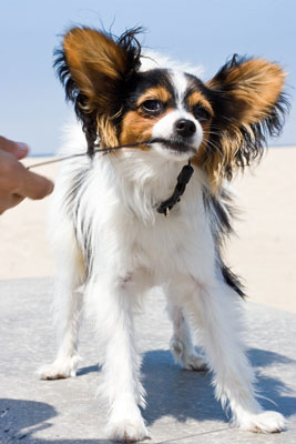 Capture momentos e historias fugaces con la fotografía de perros