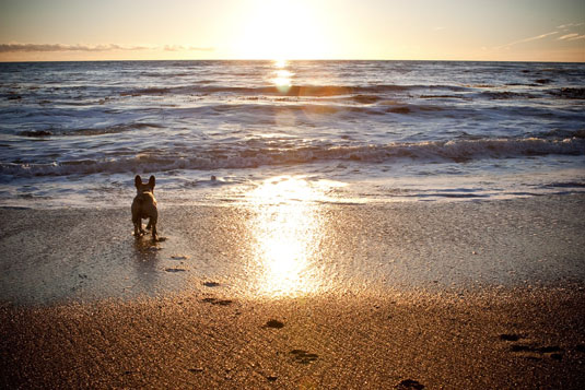 Utilice la luz natural en la fotografía de perros