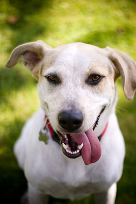 Comprender cómo se comunican los perros durante las sesiones de fotos