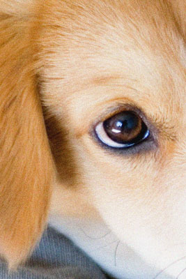 Configuración ISO para fotografía de perros
