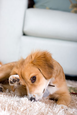 Capture momentos sinceros al fotografiar perros