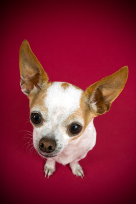 Tipos de lentes a considerar para la fotografía de perros