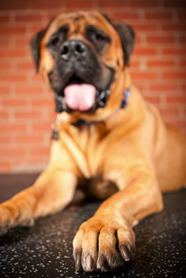 Haga un inventario de la información básica sobre el perro que está fotografiando
