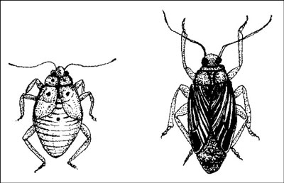 Insectos que dañan tu jardín