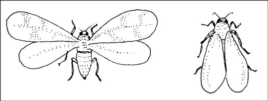 Desterrar insectos que se alimentan de plantas en macetas