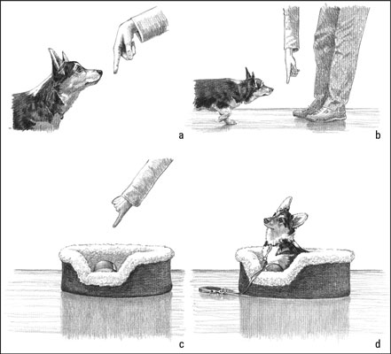 Utilice el entrenamiento puntual para comunicarse con su cachorro
