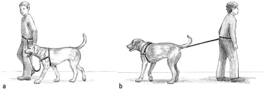 Lidiar con la resistencia de la correa de su cachorro