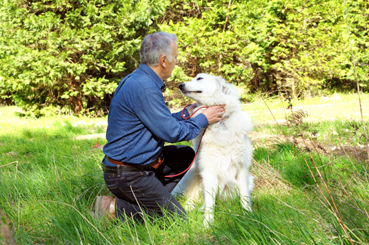 Cómo realizar una buena sesión de entrenamiento con tu perro