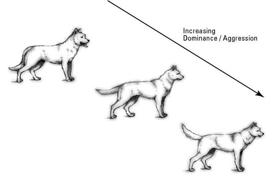 Leer el lenguaje corporal de su perro