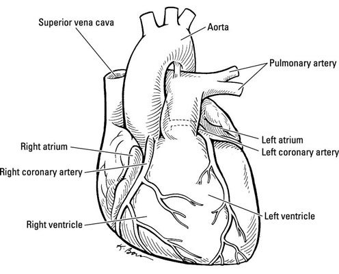 El funcionamiento interno del corazón humano