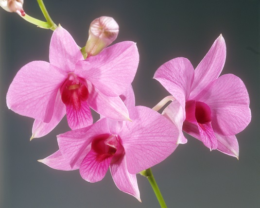 Cómo cuidar una orquídea